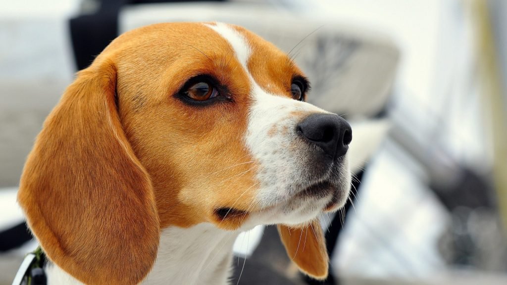 Los Beagles y la experimentación animal