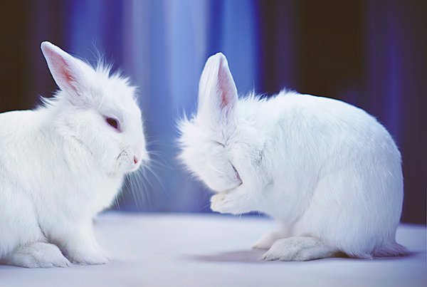 La experimentación animal en la industria cosmética