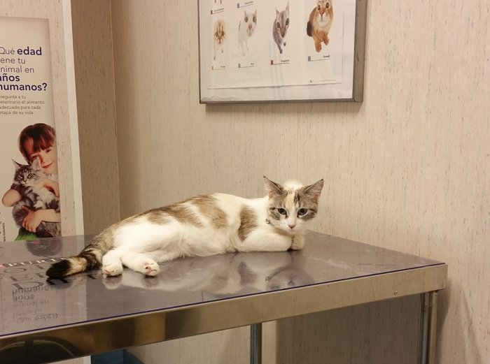 Nora en el veterinario antes de conocer su problema