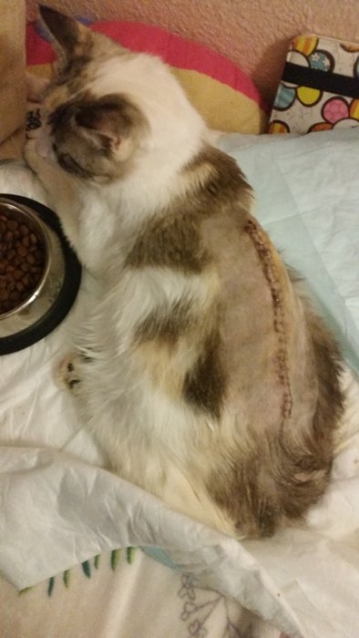 Cicatriz de Nora tras la operación